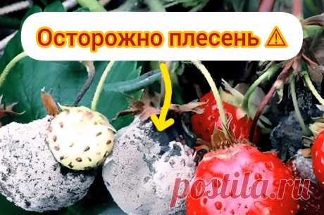 Плесень на растениях: виды, причины возникновения и как удалить &amp;#8211; Agro-Info