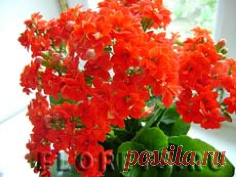 Каланхоэ: виды, выращивание и уход - Комнатные растения и цветы. Florets.ru