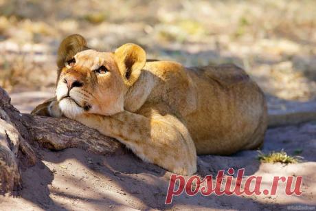 15 удачных кадров, от вида которых рот открывается сам по себе Предлагаем вам насладиться настоящими произведениями искусства из мира фотографии! Хоть некоторые из них и случайны, это ни коем образом не сказывается на их ценности и уникальности. Тут и животные, з…