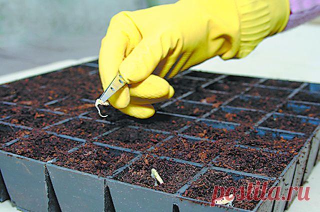 Зачем шевелить рассаду. Пять наивных вопросов от начинающих садоводов