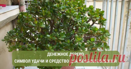 ЛЕЧЕБНЫЕ СВОЙСТВА ДЕНЕЖНОГО ДЕРЕВА