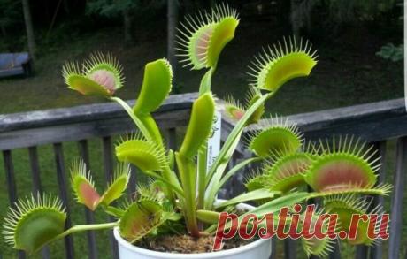 Венерина мухоловка (Dionaea muscipula)