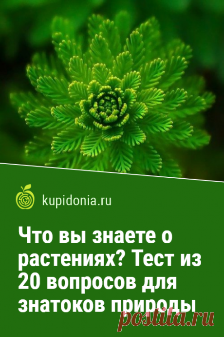 Что вы знаете о растениях? Тест из 20 вопросов для знатоков природы. Растения окружают нас повсюду: мы любуемся ими загородом, они очищают воздух в наших городах, мы увлечённо выращиваем их в своих садах и на подоконниках. Этот тест о них  состоит из 20 интересных вопросов. Проверьте свои знания!