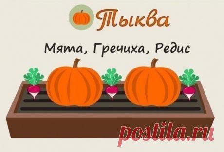 Совместимость растений на грядке