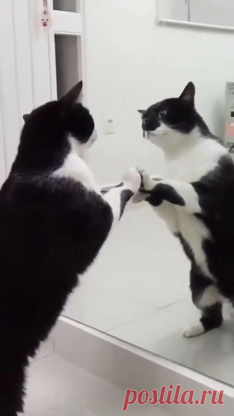 Apr 8, 2020 - Haha! My cat does the same thing, only she just likes looking at herself lol.
