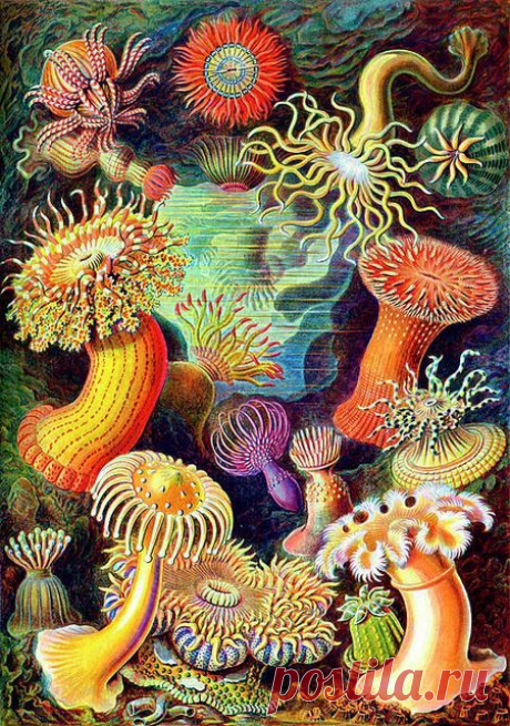 (10) Pin by Charlene Fernandez on THE SEA beautiful mermaids