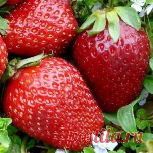 Клубника Гигант Джорнея и Гигантелла макси