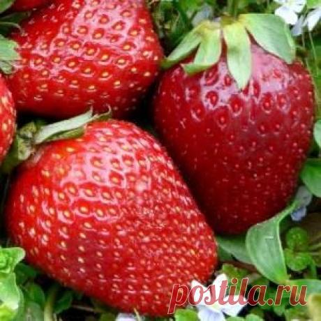 Клубника Гигант Джорнея и Гигантелла макси