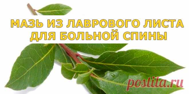 МАЗЬ ИЗ ЛАВРОВОГО ЛИСТА ДЛЯ БОЛЬНОЙ СПИНЫ | Полезные советы