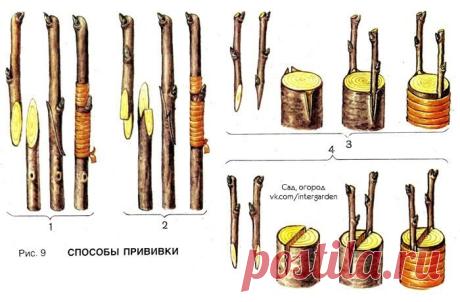 Как посадить и вырастить сливу | размножение