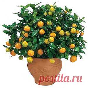 Каламондин