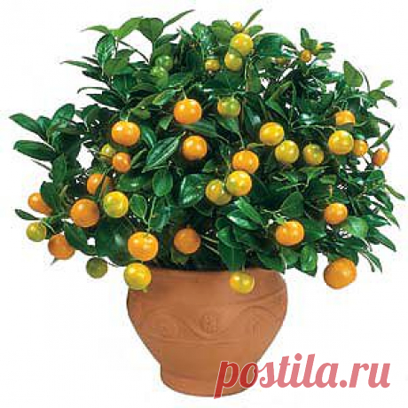 Каламондин