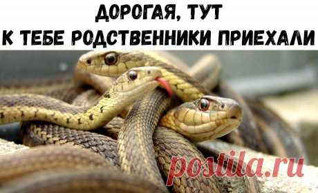 Без комментария