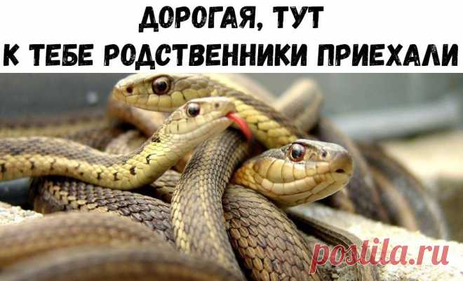 Без комментария