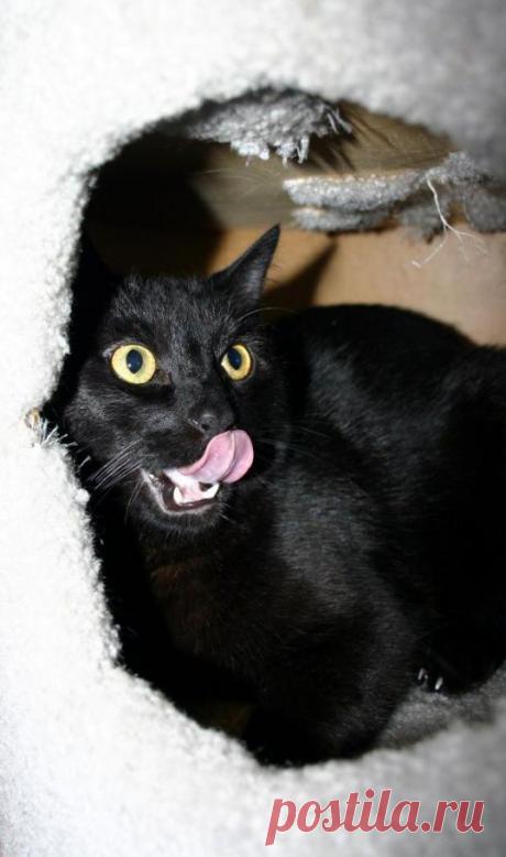 Как заделать дырку в гипсокартоне ::