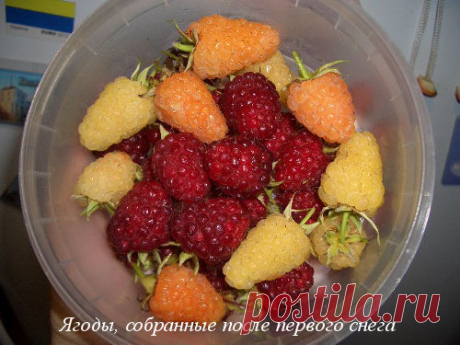 Ненормальная малина