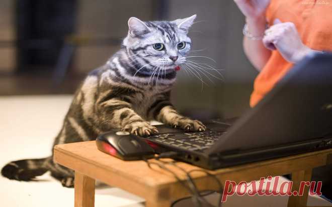 109356_kot_laptop.jpg (2560×1600)