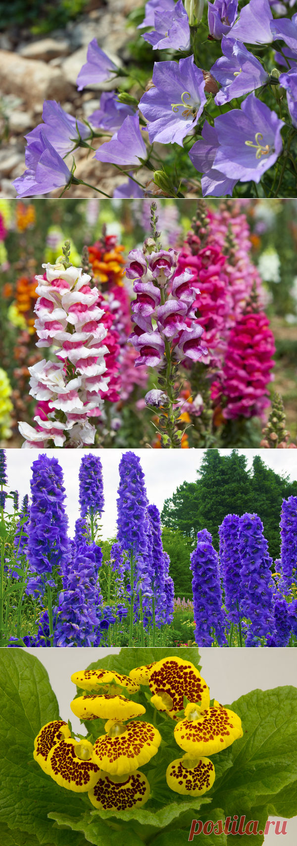 Какие цветы нужно сеять на рассаду в январе