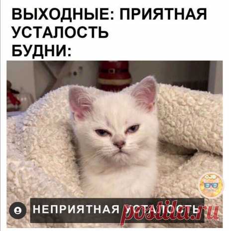 Облегчаю понедельник весёлыми картинками😁 | Альтер'Эго | Яндекс Дзен