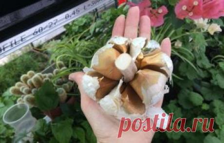 Хотите необычный чеснок? Сажайте рокамболь