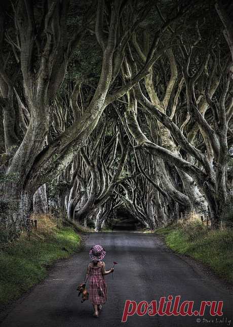 Древесный тоннель - аллея из буков в Ирландии.