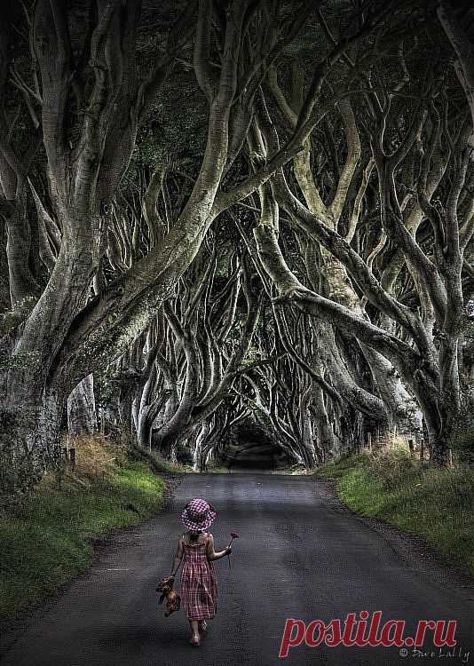 Древесный тоннель - аллея из буков в Ирландии.