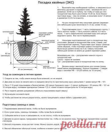 Посадка хвойных