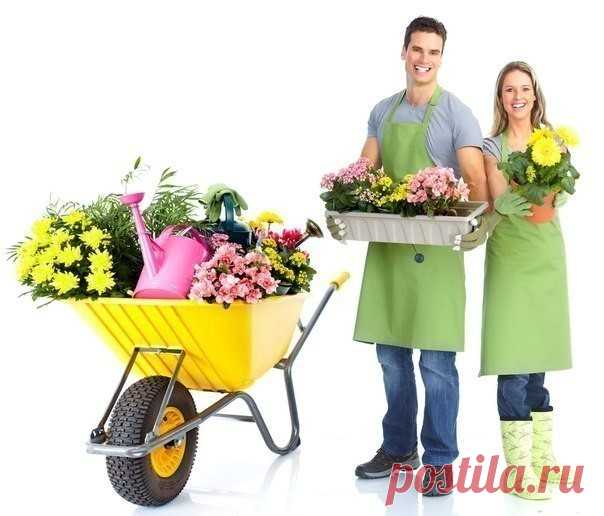 Простые советы для садоводов 

1. Соседство картофеля и яблони не приведет ни к чему хорошему. Это поспособствует накоплению токсинов в почве, от чего в первую очередь пострадают яблони.

2. Также не желательно соседство груши и яблони с розой, пихтой, сиренью, белой акацией и барбарисом, поскольку эти растения могут подавлять рост плодовых деревьев.

3. Вреден растениям частый и поверхностный полив. Влажная поверхность земли предотвращает поступление кислорода к корневой ...