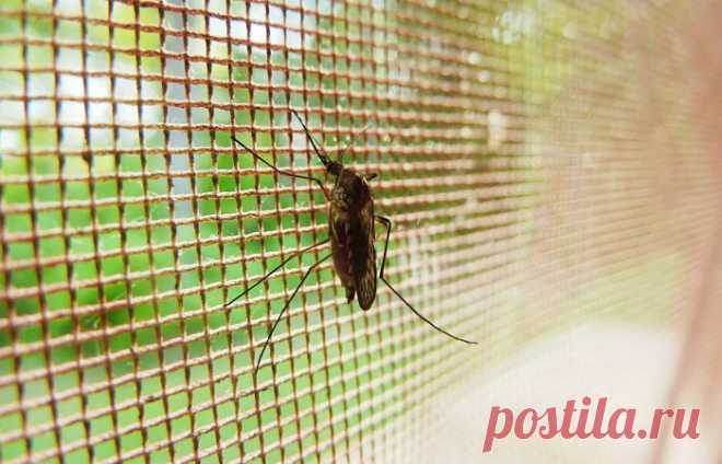 5 запахов известных растений, которые отпугивают даже самых наглых комаров
