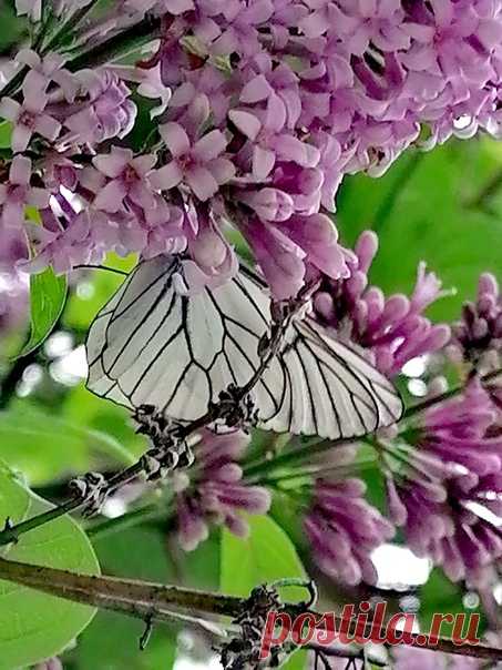 БАБОЧКА В СИРЕНИ......... 🦋