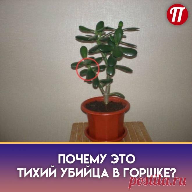 Толстянка
В нем содержится химический
элемент Arsenicum (мышьяк).
Воздействие яда на организм
человека может обернуться трагедией