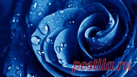 Широкоформатные обои голубая, роза, макро, The blue rose для рабочего стола 45321