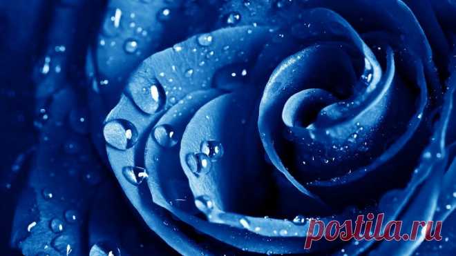 Широкоформатные обои голубая, роза, макро, The blue rose для рабочего стола 45321