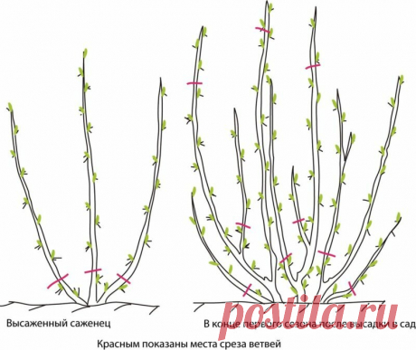 Правила обрезки смородины осенью. Запомните мою простую инструкцию, и будете собирать такие же отличные урожаи, как и я | О Фазенде. Загородная жизнь | Яндекс Дзен