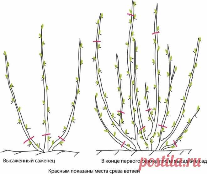 Правила обрезки смородины осенью. Запомните мою простую инструкцию, и будете собирать такие же отличные урожаи, как и я | О Фазенде. Загородная жизнь | Яндекс Дзен