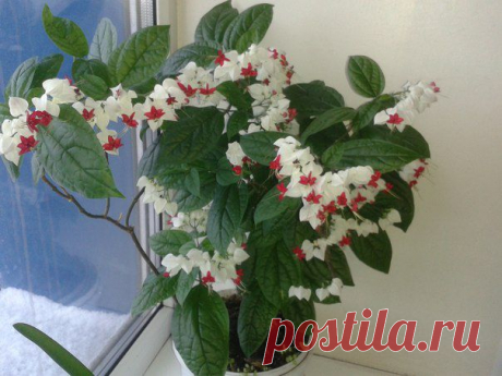 Наталья Данилова