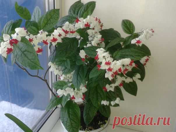 Наталья Данилова