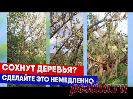 Сохнут деревья? Сделайте это немедленно