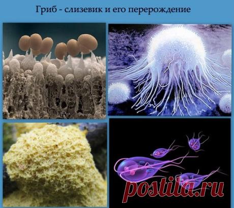 Как избавиться от грибков и плесени в организме человека