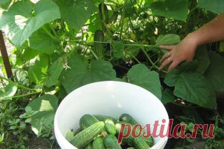 (58) Одноклассники