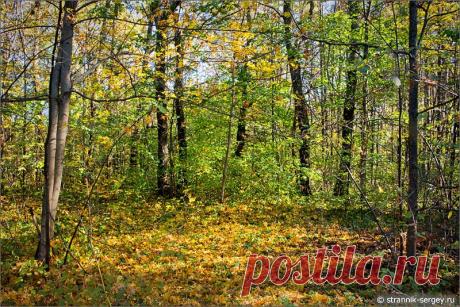 Осенняя природа Осень Вода Лес Река Клязьма