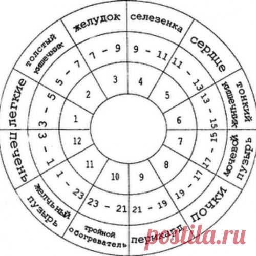 ЧАСЫ РАБОТЫ НАШЕГО ОРГАНИЗМА