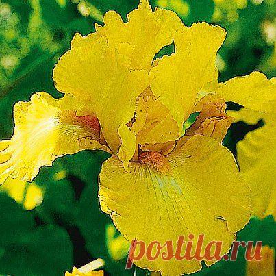 Желтый ирис..