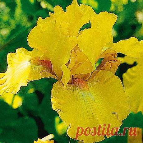 Желтый ирис..