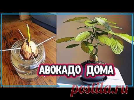 ДОМАШНЕЕ АВОКАДО - ИНСТРУКЦИЯ ПО ВЫРАЩИВАНИЮ АВОКАДО ИЗ КОСТОЧКИ (авокадо в домашних условиях) - YouTube