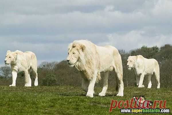 Львы альбиносы.