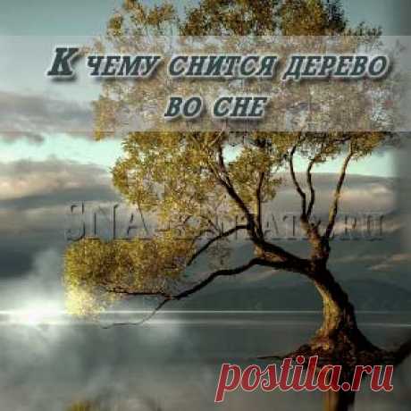 К чему снится дерево во сне, его крона, корни, ветки. Что значит, посадить, срубить, говорящее, цветущее или мертвое растение, дуб, ива, береза и многие другие варианты