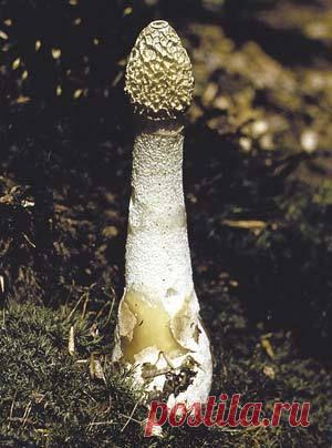 Аромат непристойного гриба / Новости / 7dach.ru