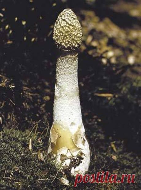 Аромат непристойного гриба / Новости / 7dach.ru