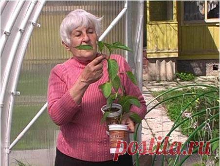 Огород без хлопот